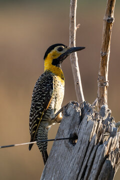 Beautiful view to campo flicker woodpecker bird in the Pantanal