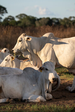 Beautiful view to white zebunelore cows in the Pantanal of Miranda
