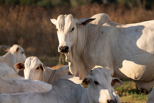 Beautiful view to white zebunelore cows in the Pantanal of Miranda