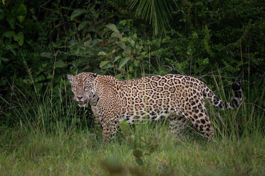 Beautiful view to jaguar in the Pantanal of Miranda