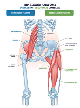 Hip flexor anatomy primary vs secondary shows labeled muscles for psoas major, iliacus, and rectus femoris on the pelvis, clarifying function and grouping. Outline diagram