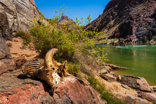 Bighorn sheep Ram carcass by the Colorado River
