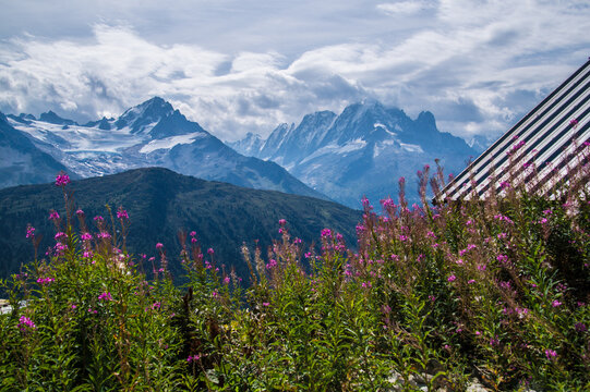 Pink wildflowers blooming before a snowy mountain range