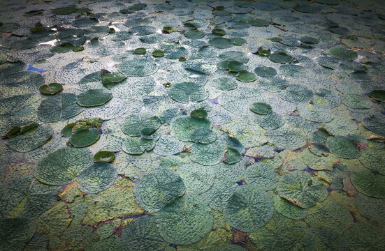 Green water lily pads covering a tranquil pond surface