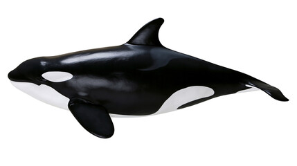 Glossy black and white orca whale, isolated on transparent background © Ryan
