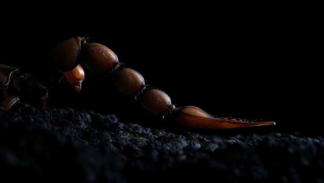 Scorpion Tail Close-up Macro Photography