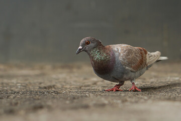 Obraz premium Resilient Urban Pigeon with Leg Band Standing on Concrete Ground