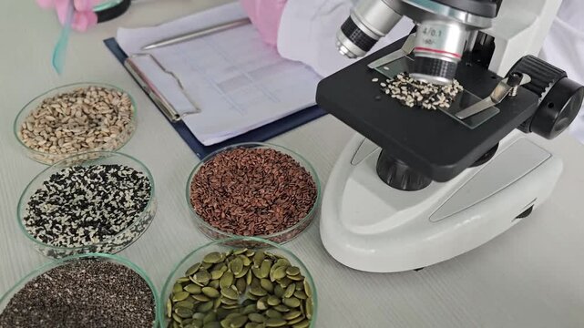 Scientist examines seeds with microscope and takes notes in laboratory concept