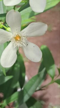 Close up of blooming white Wrightia antidysenterica flowers in natural light - Vertical view