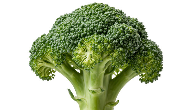 Fresh green broccoli florets and stalk, isolated on transparent background