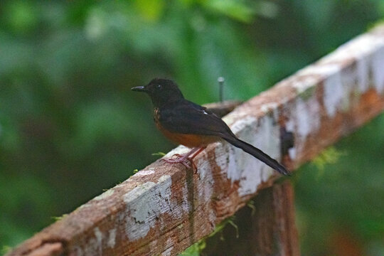 Male white-rumped Shama, in Mulu National Park, Borneo.