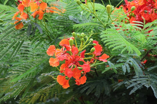 Flamboyant flower, Flame tree, Royal Poinciana