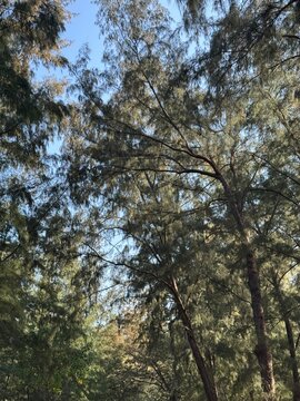 trees in the forest