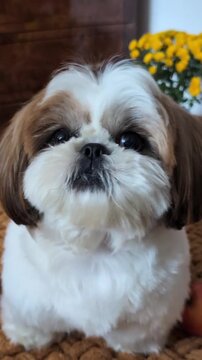 Adorable shih tzu dog sitting on a textured brown rug looking around with curious eyes in this engaging high definition animal lifestyle video motion footage clip