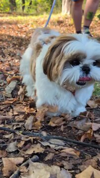 Fluffy shih tzu dog walking along an autumn forest trail with dry fallen leaves while happy and panting in this cute natural animal motion video footage