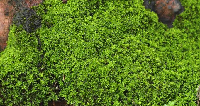 Macro Close-Up of Fresh Vibrant Green Moss After Rain, Lush Natural Texture and Refreshing Atmosphere