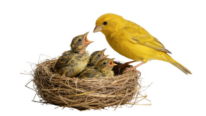 Yellow canary bird feeding hungry chicks in a nest, isolated on transparent background © Ryan