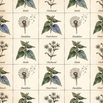 Vintage botanical seamless pattern featuring hand drawn illustrations of nettle dandelion and chickweed plants arranged in a classic grid layout on a textured aged paper background