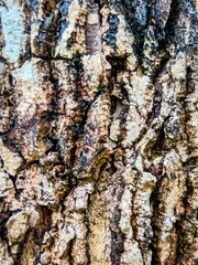 Fototapeta premium High Contrast Grunge Tree Bark Texture Background