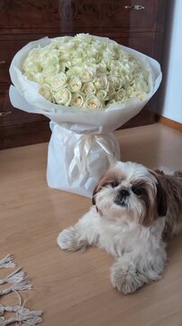 Fluffy shih tzu dog lying on wooden floor beside a large bouquet of fresh white roses in this charming domestic motion video clip for social media.