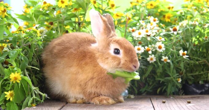 Bunny easter fluffy rabbit eating food, vegetables, carrots, baby corn on green garden nature flowers background on sunny day, Lovely mammal with bright eyes in nature life. Symbol of easter day.
