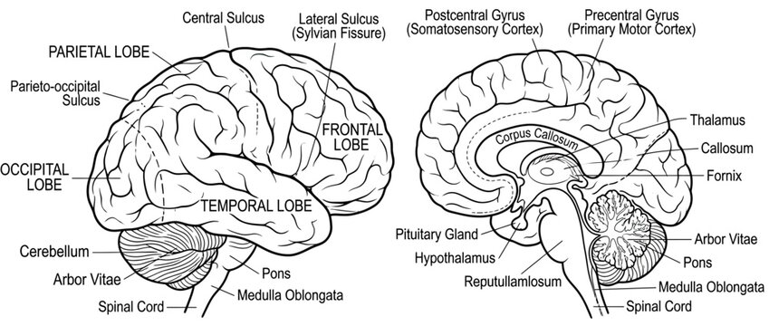 Human Brain Anatomy Diagram with Labels