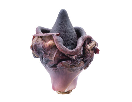 Giant Corpse Flower Titan Arum Amorphophallus Titanum Isolated on Transparent Background Exotic Tropical Plant Botanical Specimen with Dark Purple Reddish Brown Textured Spathe and Conical Spadix