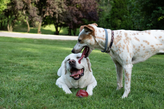 Dogs interacting on green grass, sharing a playful moment outdoors