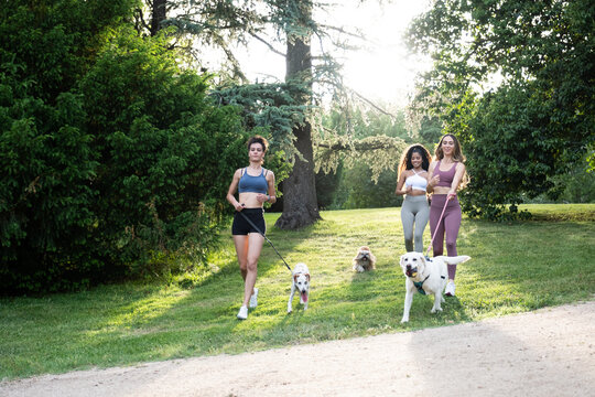 Three women and their dogs enjoying outdoor fitness and a walk in a sunny park