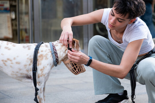 Young woman carefully putting muzzle on dog while preparing for a walk outdoors