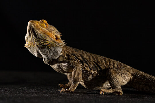 Side profile portrait of a bearded dragon against a deep black studio background.