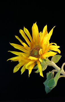 yellow sunflower blossom