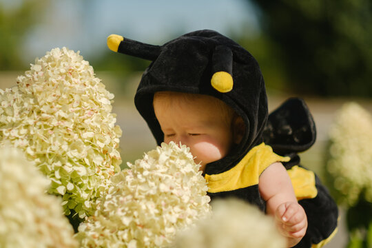 Baby in bee suit smelling white hydrangea flowers outdoors in park sunny summer day, cute child growth concept.