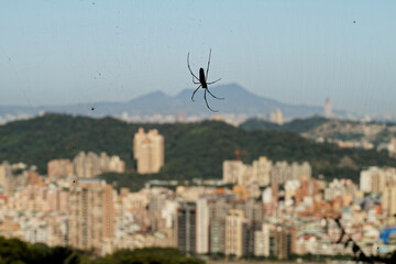 Fototapeta premium Spider on Web Overlooking Blurred Taipei City and Yangmingshan (2014)