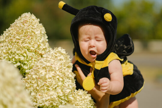 Baby in bee suit smelling white hydrangea flowers outdoors in park sunny summer day, cute child growth concept.