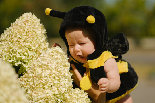 Baby in bee suit smelling white hydrangea flowers outdoors in park sunny summer day, cute child growth concept.