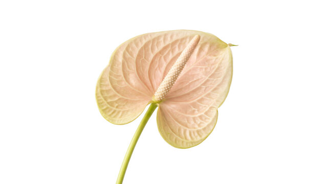 Elegant light peach anthurium flower featuring delicate veining and a smooth waxy texture isolated as a botanical element on transparent background