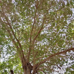 Obraz premium Large Green Tree with Dense Foliage and Natural Branches