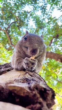 Cute Squirrel Looking Down From A Tree Branch