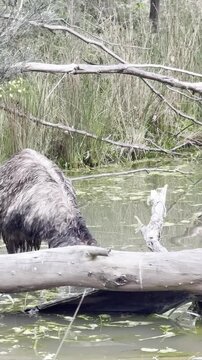 An emu cools off in a lake, feeding on dense aquatic vegetation, at Nangak Tamboree Wildlife Sanctuary, La Trobe University, Bundoora, Melbourne, Victoria, Australia