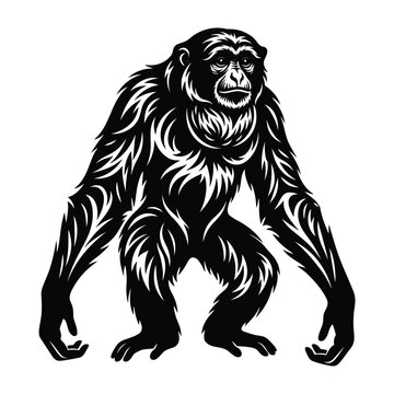 Black and white of a standing chimpanzee monkey primate