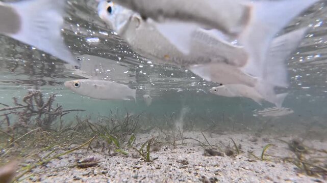 Shoal of Yellow-eye mullet fish Aldrichetta forsteri feeding at surface during ocean low tide in seagrass environment on Coral Coast in Fiji, South Pacific