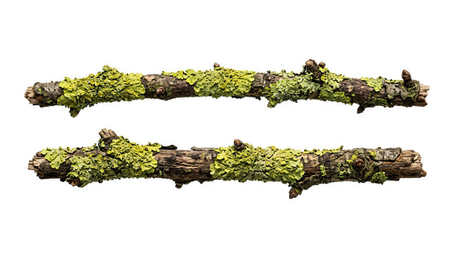 Two weathered brown wooden twigs covered in vibrant neon green crusty lichen displaying textured organic patterns on transparent background