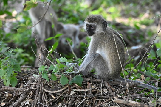 Green monkey (Chlorocebus aethiops), a small African primate found in savannas, woodlands, and other open habitats.