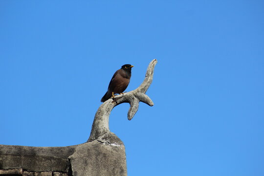 A myna bird on the Chofa&mdash;strikingly beautiful in its own way.
