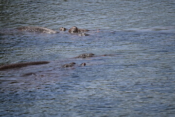 Hippopotamuses in Mzima Springs, Tsavo National Park, Kenya, resting in crystal-clear freshwater pools surrounded by lush vegetation. A wildlife scene showcasing one of East Africa's most iconic mamma © Michaela Holubová