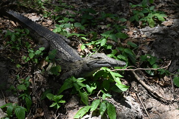 Encounter the formidable Nile crocodile (Crocodylus niloticus), one of Africa's largest and most powerful reptiles, in the rivers, lakes, and wetlands of Uganda, the Pearl of Africa. Thriving in iconi © Michaela Holubová