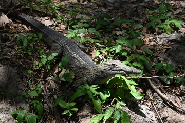 Encounter the formidable Nile crocodile (Crocodylus niloticus), one of Africa's largest and most powerful reptiles, in the rivers, lakes, and wetlands of Uganda, the Pearl of Africa. Thriving in iconi © Michaela Holubová
