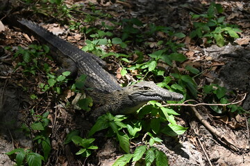 Encounter the formidable Nile crocodile (Crocodylus niloticus), one of Africa's largest and most powerful reptiles, in the rivers, lakes, and wetlands of Uganda, the Pearl of Africa. Thriving in iconi © Michaela Holubová