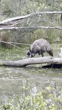 An emu cools off in a lake, feeding on dense aquatic vegetation, at Nangak Tamboree Wildlife Sanctuary, La Trobe University, Bundoora, Melbourne, Victoria, Australia
